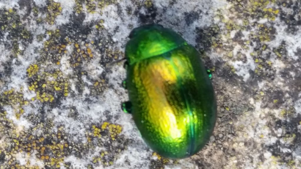 Insetto verde metallo: Chrysolina herbacea (cfr.)