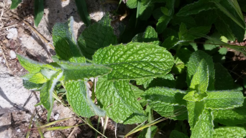 Menta