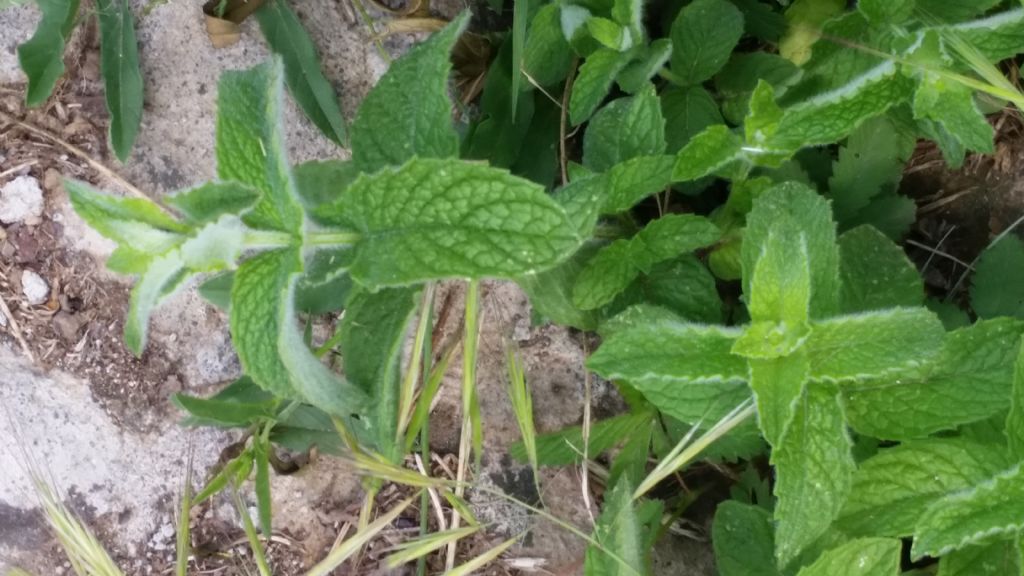 Menta
