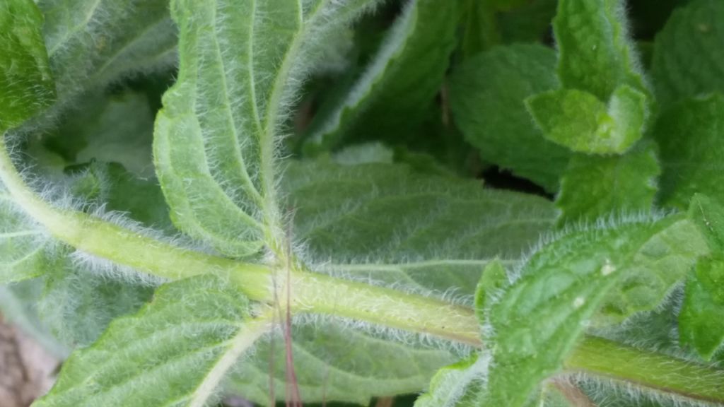 Menta