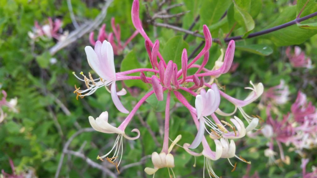 Lonicera etrusca / Caprifoglio etrusco