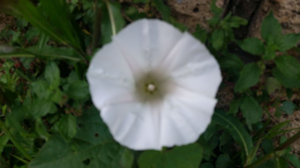 Calystegia cfr. silvatica