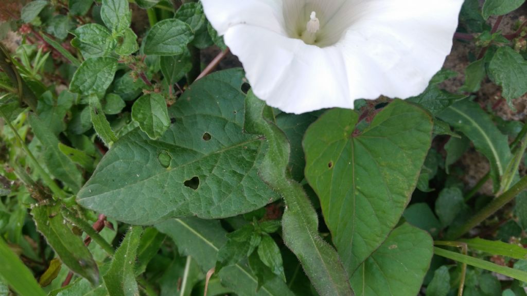 Calystegia cfr. silvatica