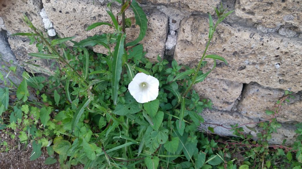 Calystegia cfr. silvatica