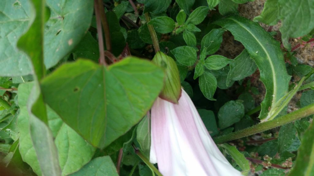 Calystegia cfr. silvatica