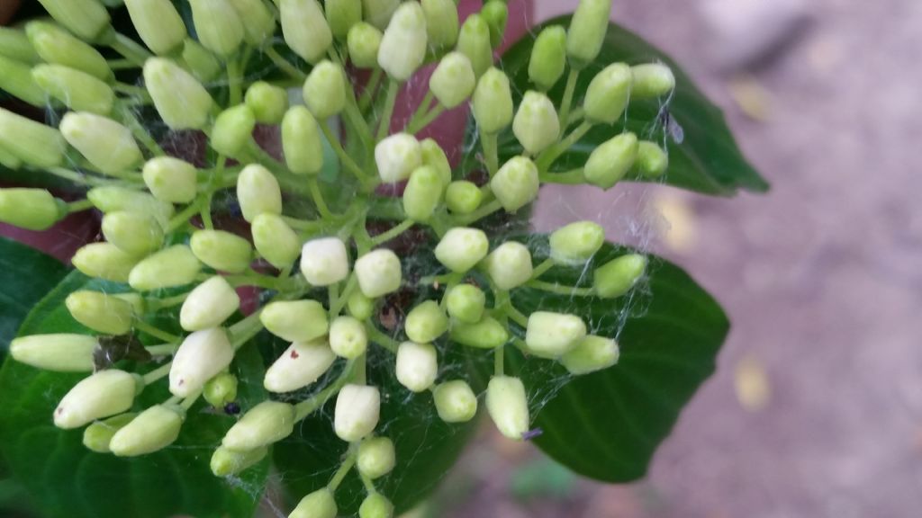 Cornus sanguinea  (Cornaceae)