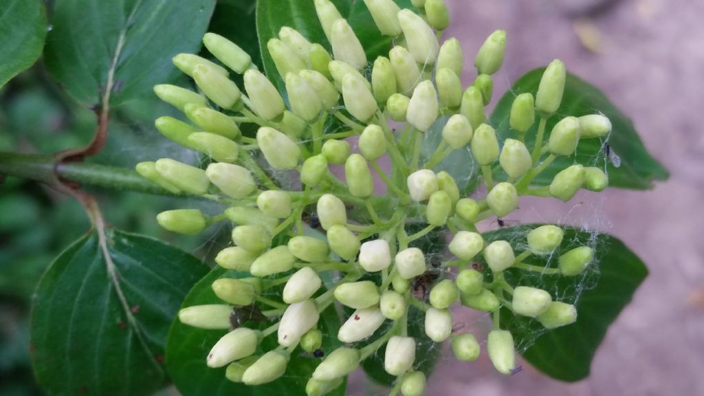 Cornus sanguinea  (Cornaceae)