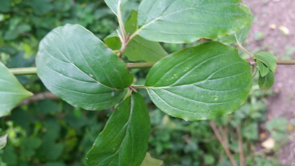 Cornus sanguinea  (Cornaceae)