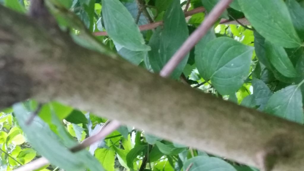 Cornus sanguinea  (Cornaceae)