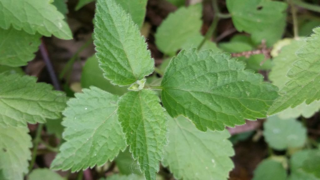 Lamium cfr. flexuosum