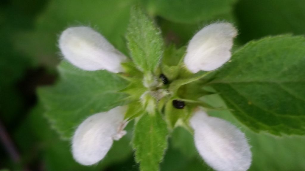 Lamium cfr. flexuosum