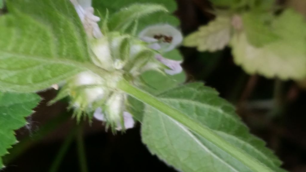 Lamium cfr. flexuosum