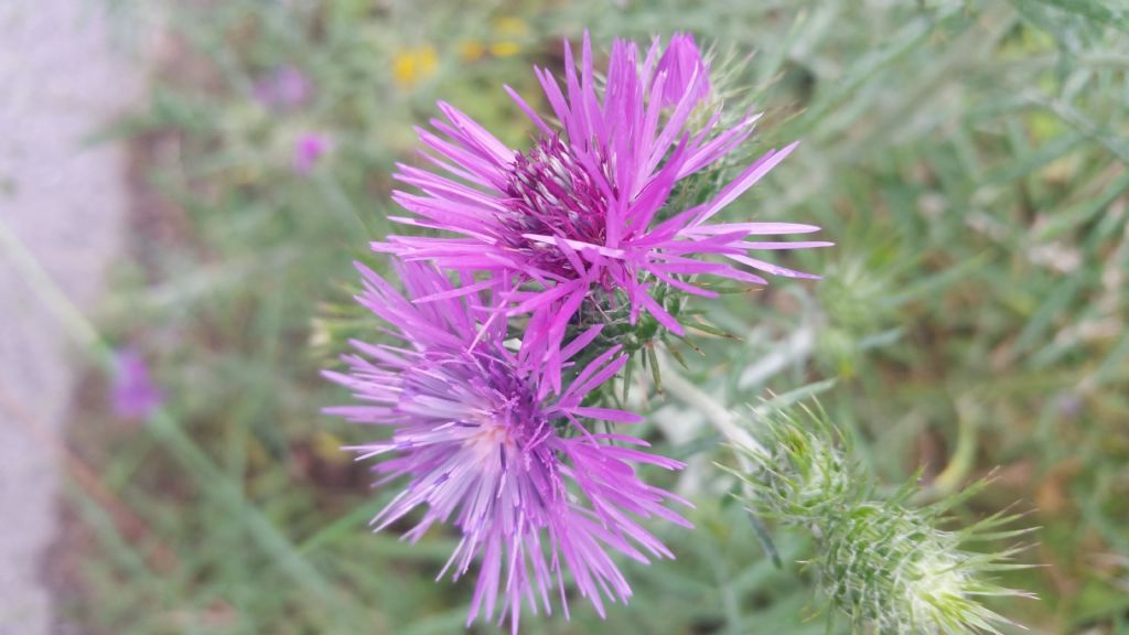 Galactites tomentosus