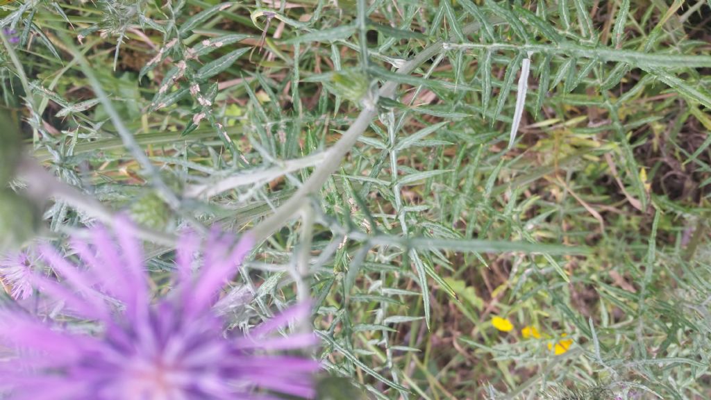 Galactites tomentosus