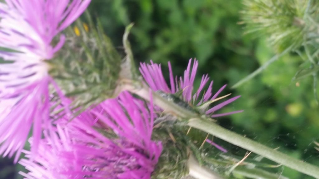 Galactites tomentosus