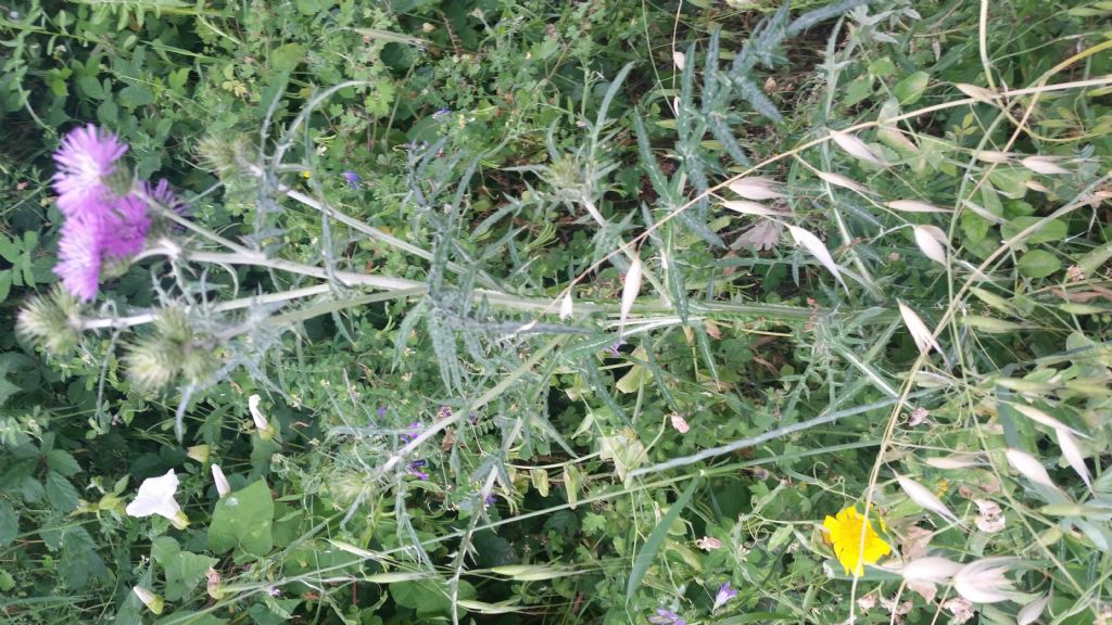 Galactites tomentosus