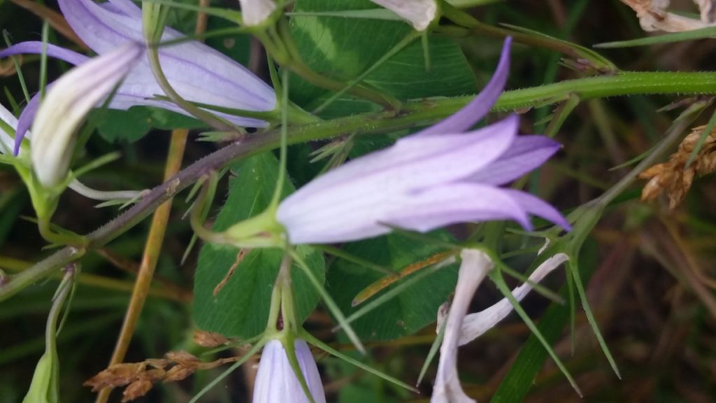 Campanula rapunculus