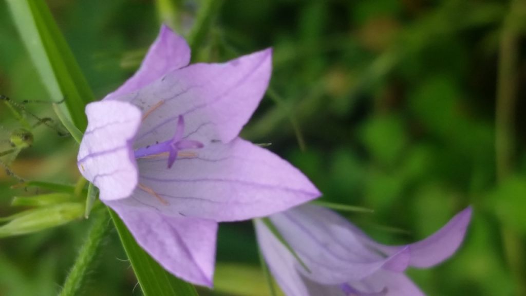 Campanula rapunculus