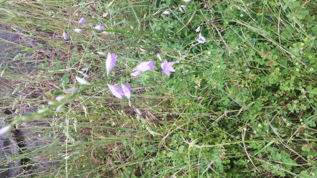 Campanula rapunculus