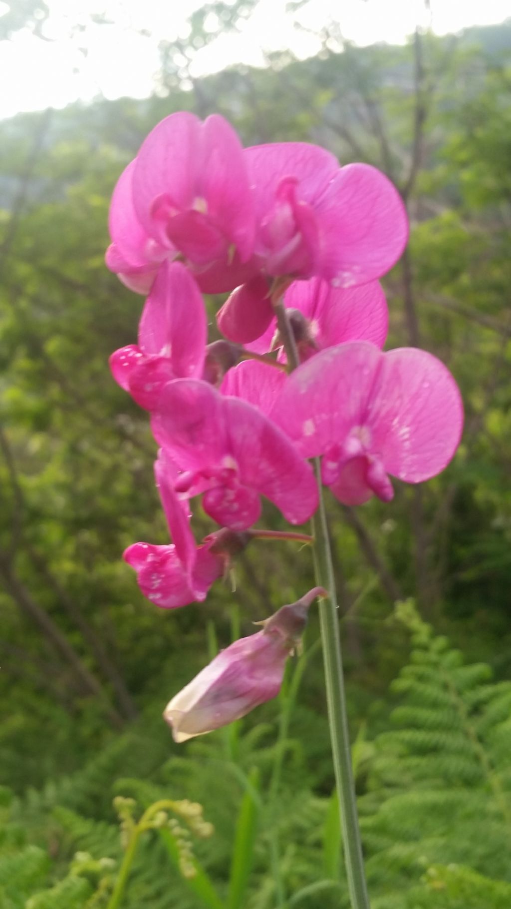 Lathyrus latifolius