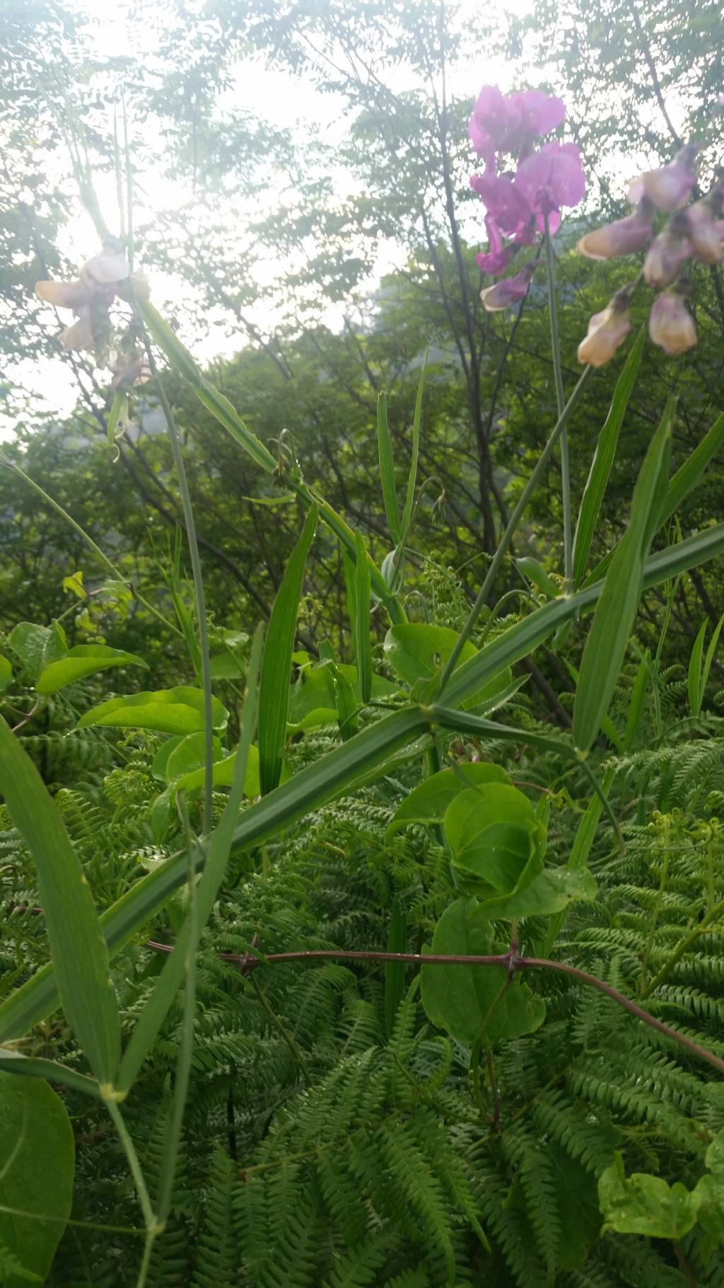 Lathyrus latifolius