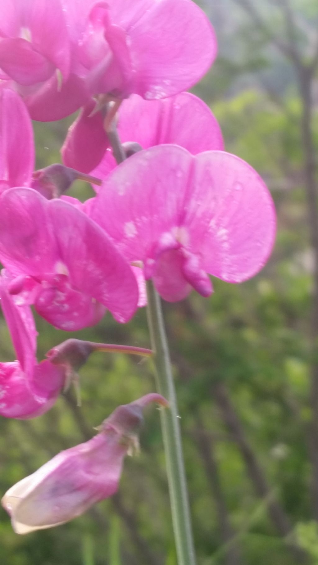 Lathyrus latifolius