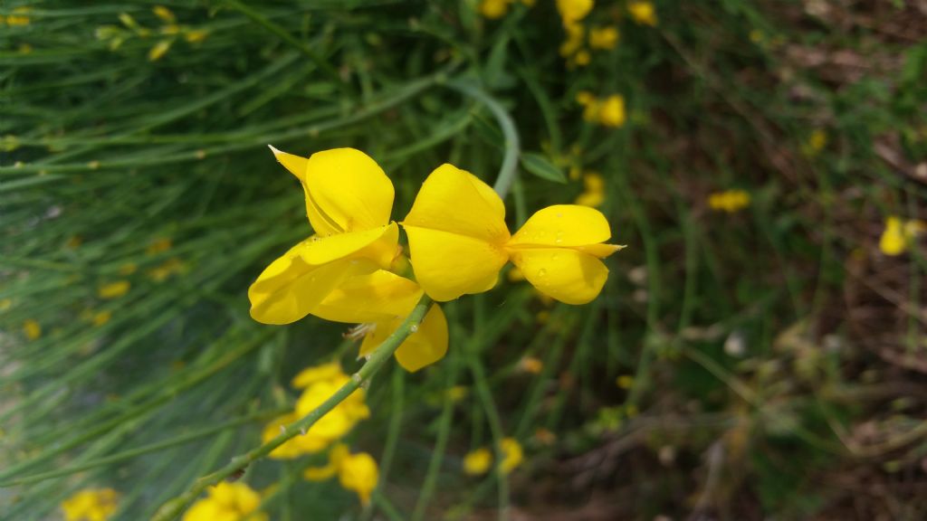 Che tipo di ginestra 1?