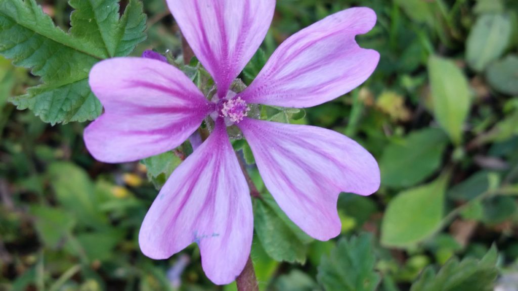 Malva sylvestris