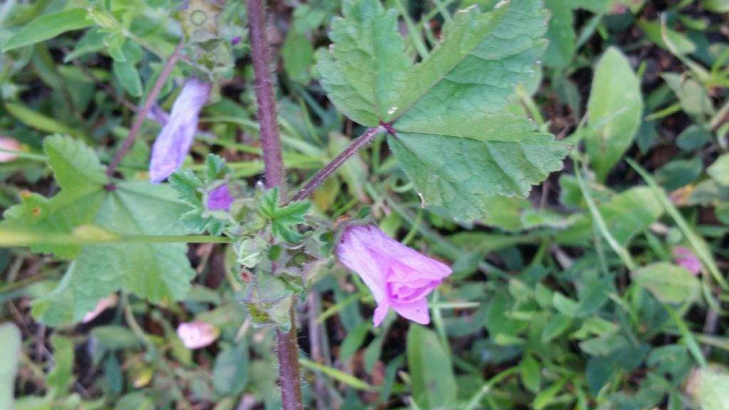 Malva sylvestris