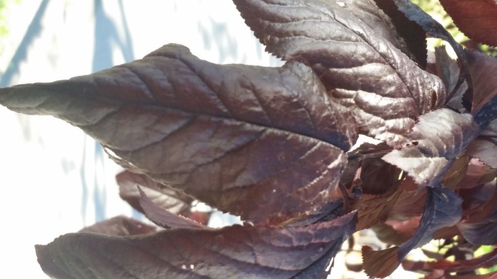 Albero con foglie rossiccie - Prunus cerasifera