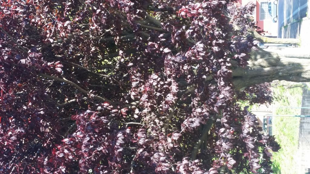 Albero con foglie rossiccie - Prunus cerasifera