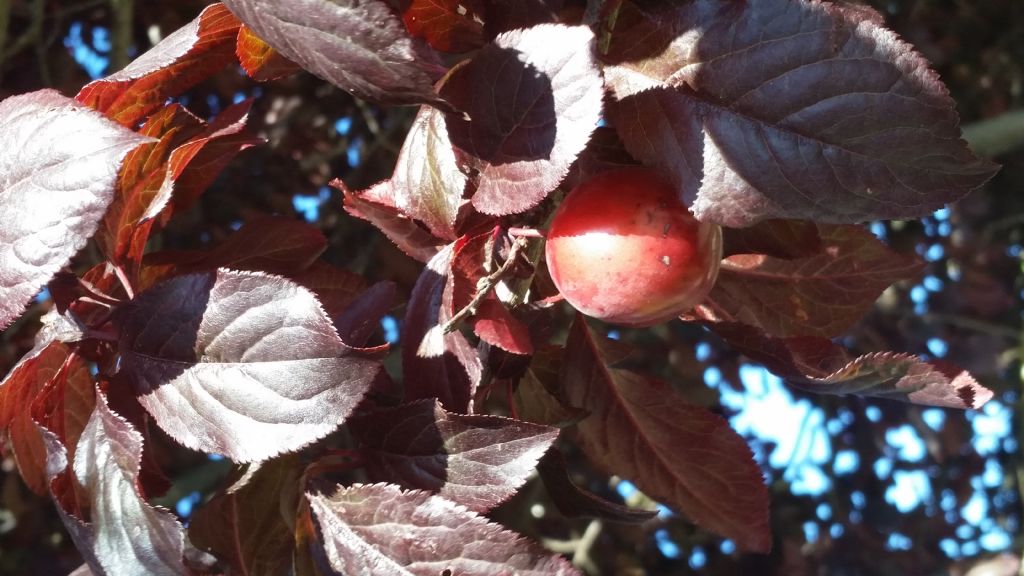Albero con foglie rossiccie - Prunus cerasifera