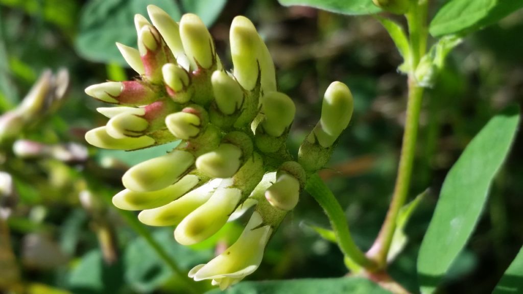 Astragalus glycyphyllos (Fabaceae)