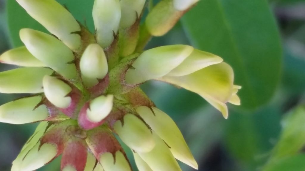 Astragalus glycyphyllos (Fabaceae)