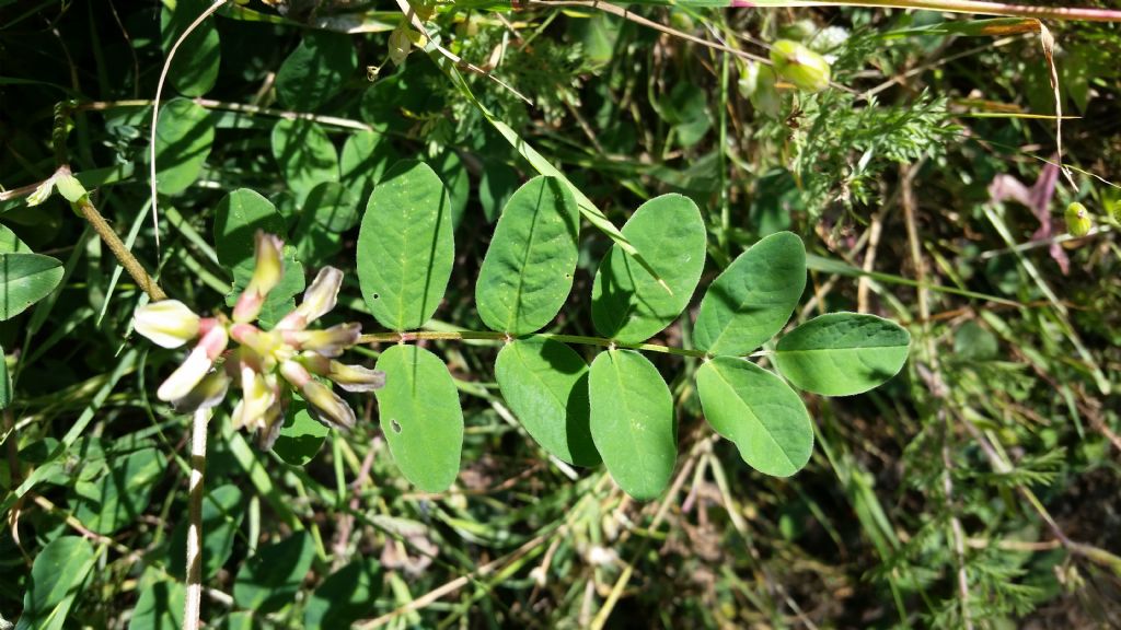 Astragalus glycyphyllos (Fabaceae)