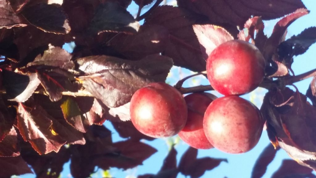 Albero con foglie rossiccie - Prunus cerasifera