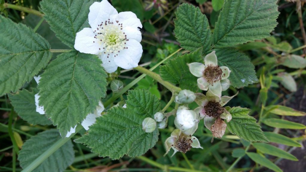 Rubus sp.