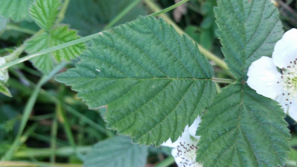 Rubus sp.