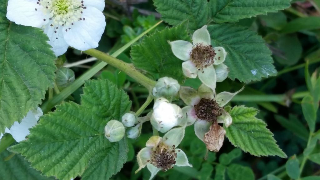 Rubus sp.
