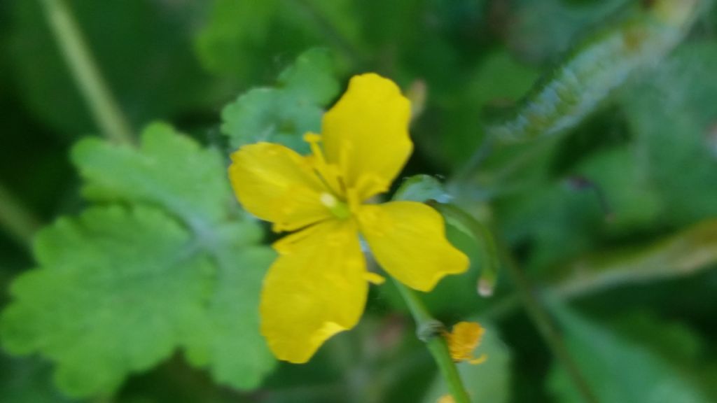 Chelidonium majus