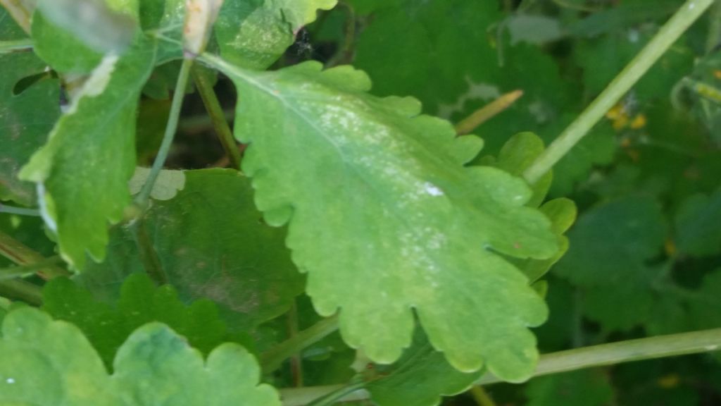 Chelidonium majus