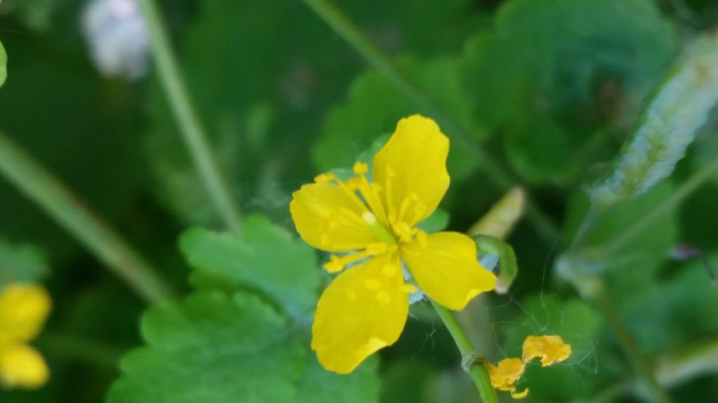 Chelidonium majus