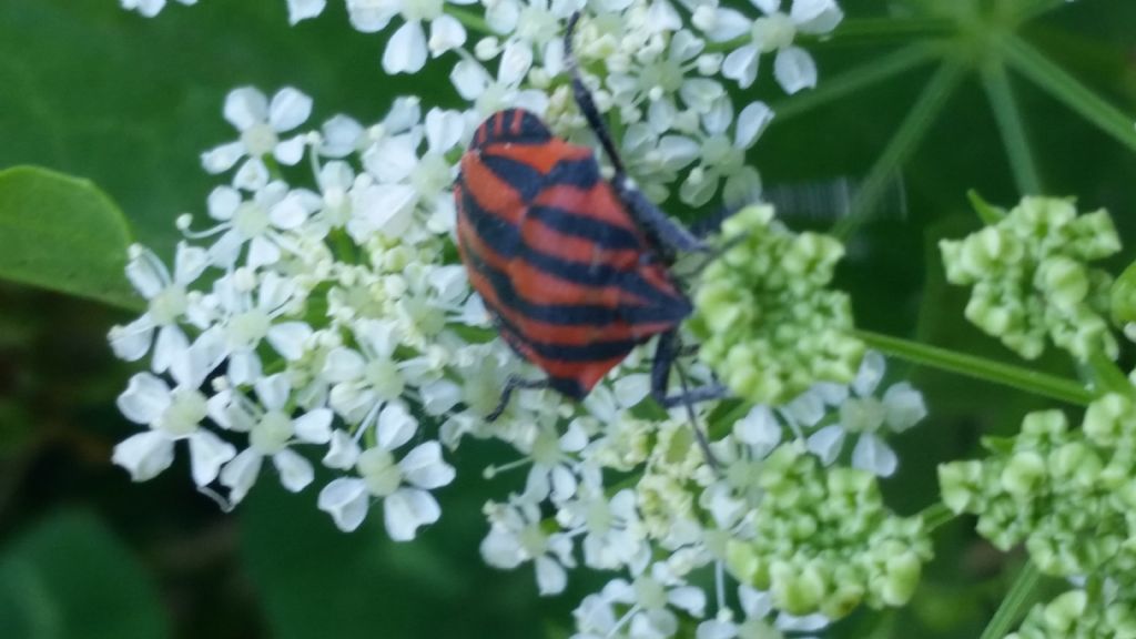 Pentatomidae:  Graphosoma lineatum italicum