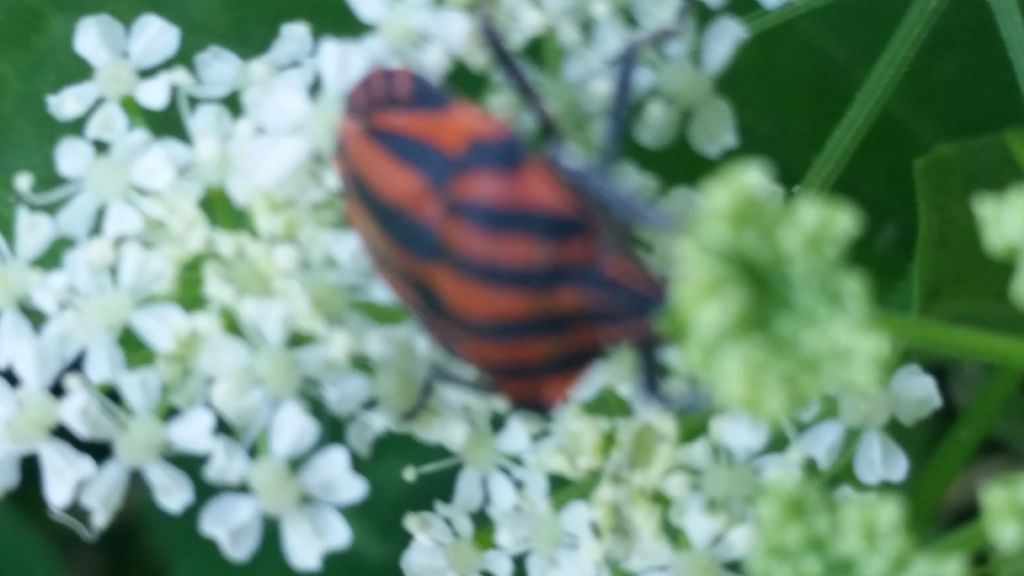 Pentatomidae:  Graphosoma lineatum italicum
