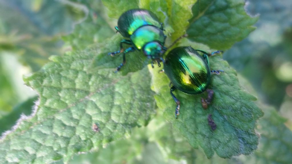 Che insetti sono?  Chrysomelidae:  Chrysolina cfr. herbacea