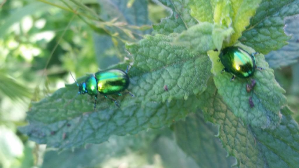 Che insetti sono?  Chrysomelidae:  Chrysolina cfr. herbacea