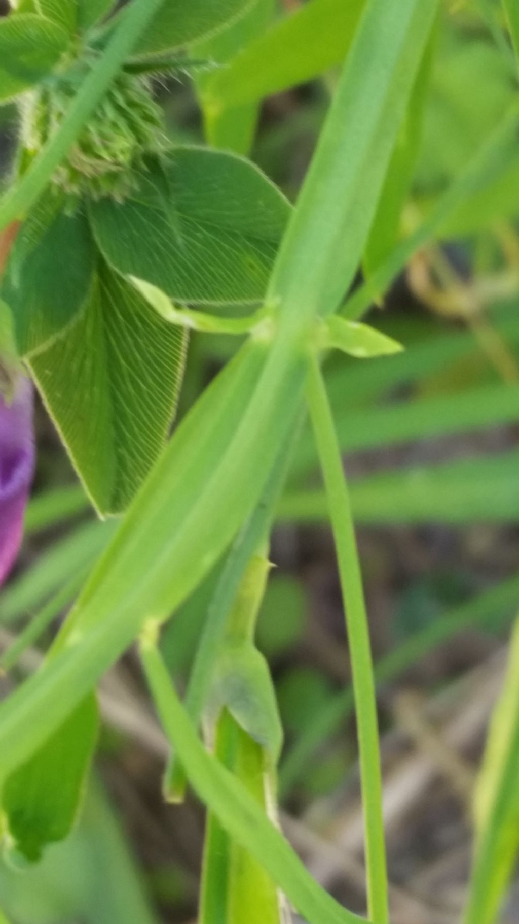 Lathyrus cfr. clymenum