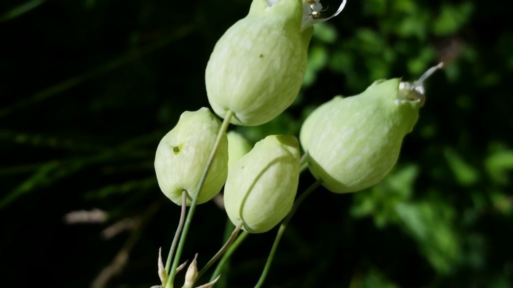 Silene vulgaris