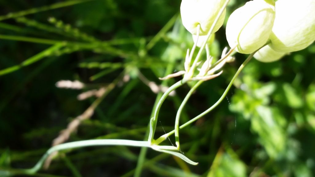 Silene vulgaris