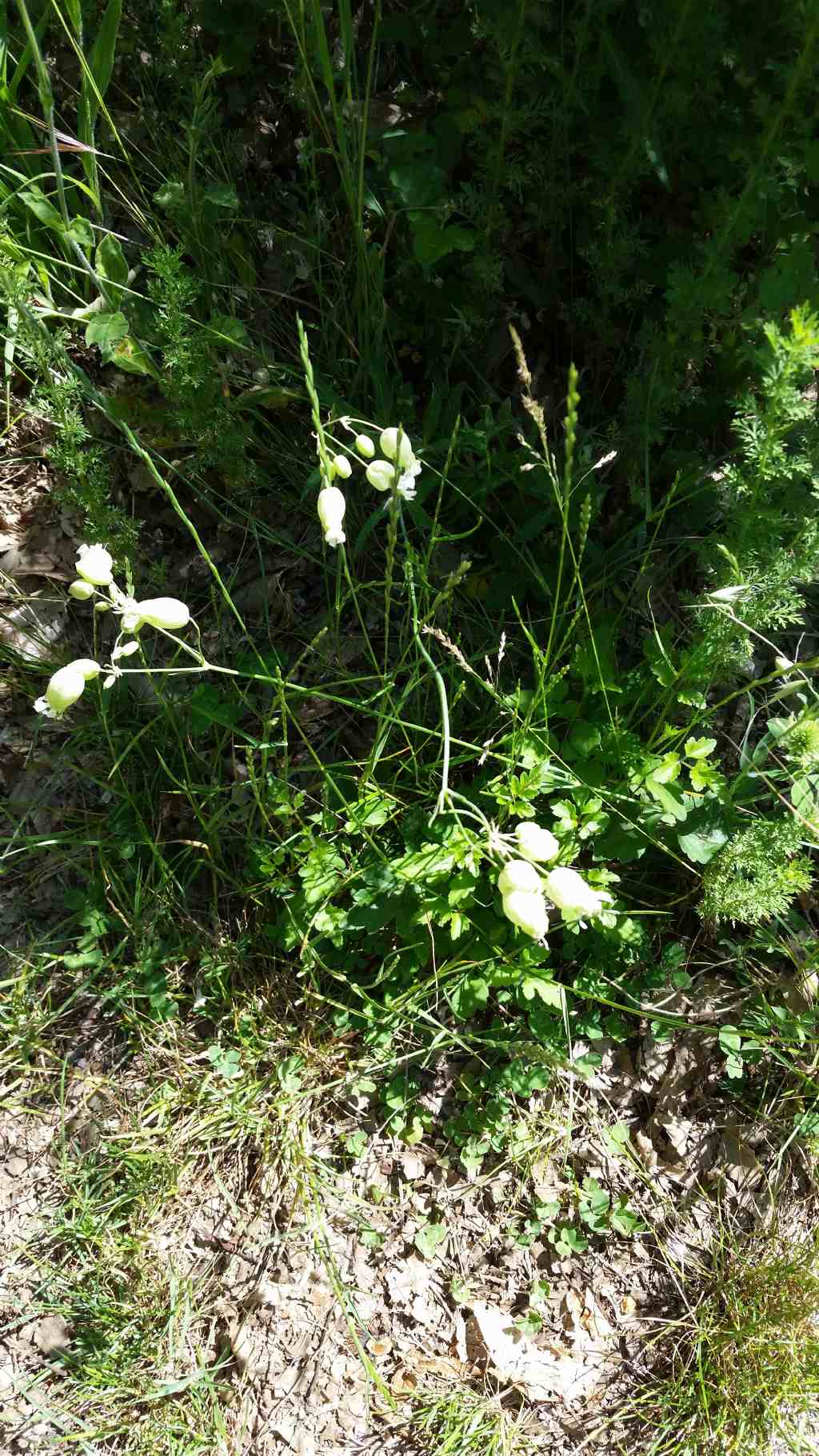 Silene vulgaris